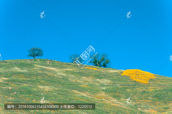 Hill和野花