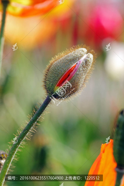 郁金香花蕾