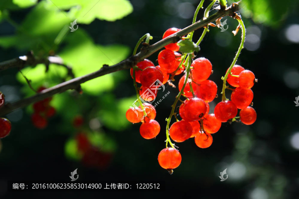 紅醋栗漿果束