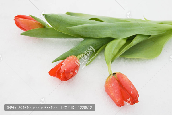 郁金香在雪中