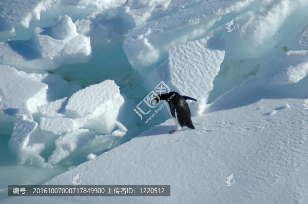 Adelie,penguin想跳
