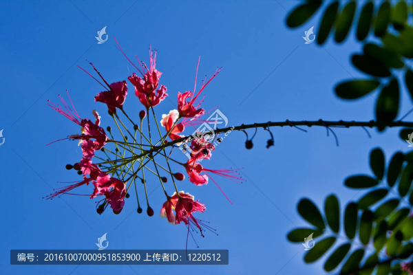 美麗多彩的熱帶花卉