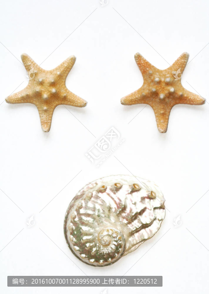 海星和貝殼的白色隔離