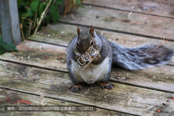 Gray,Squirrel在門廊