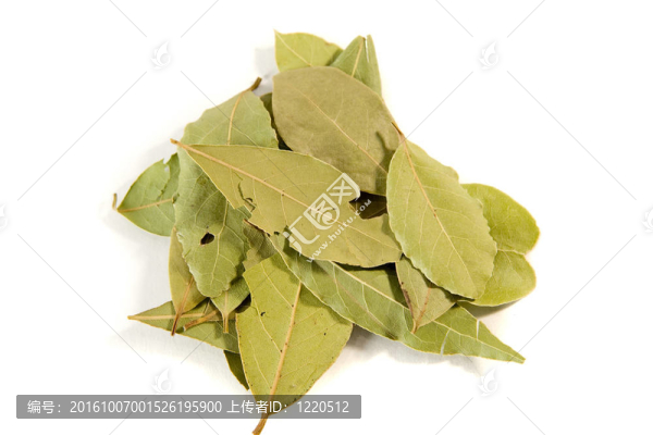 月桂樹葉