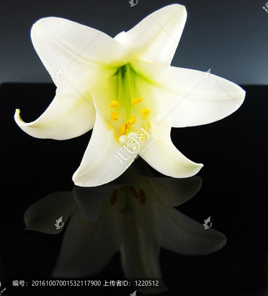 White,Easty,Lily反映在黑