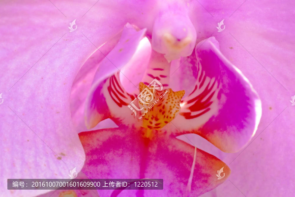 蘭花