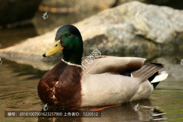 鴨-斯坦利公園；溫哥華；卑詩(shī)??；加拿大