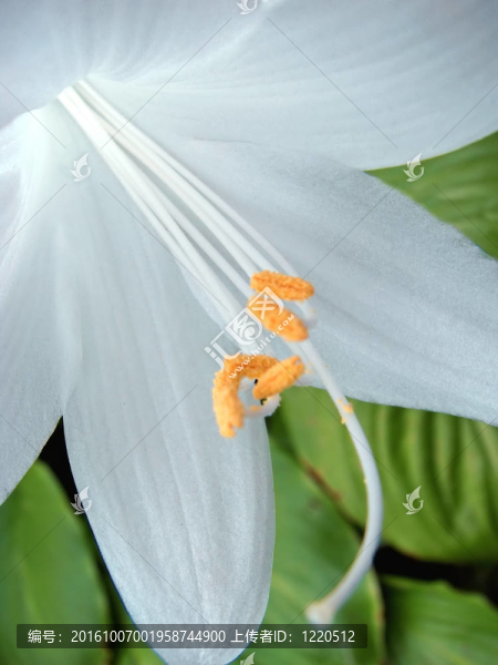 玉簪的花