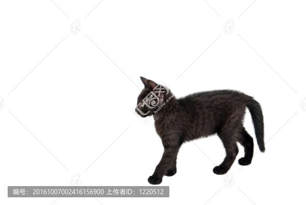 黑色的貓