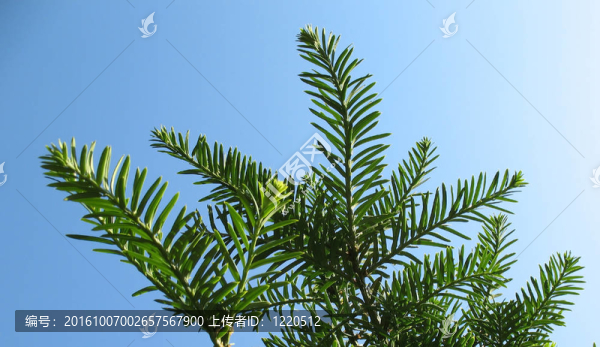 加拿大鐵杉樹(shù)枝（加拿大鐵杉）；松的家庭；在藍(lán)天