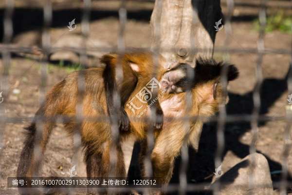 動(dòng)物園里的猴子