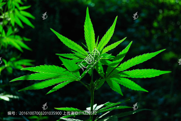 大麻上的太陽