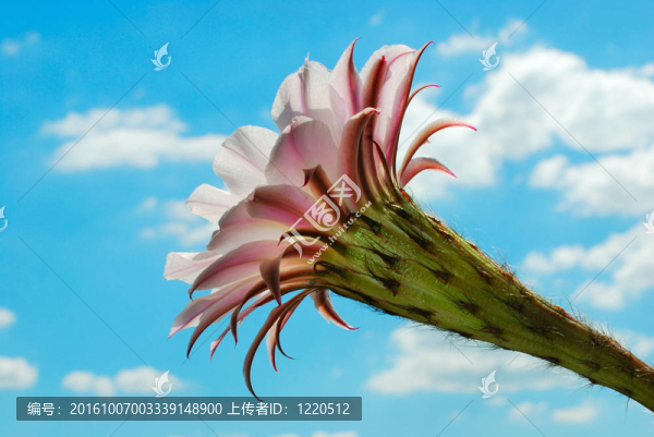 仙人掌花