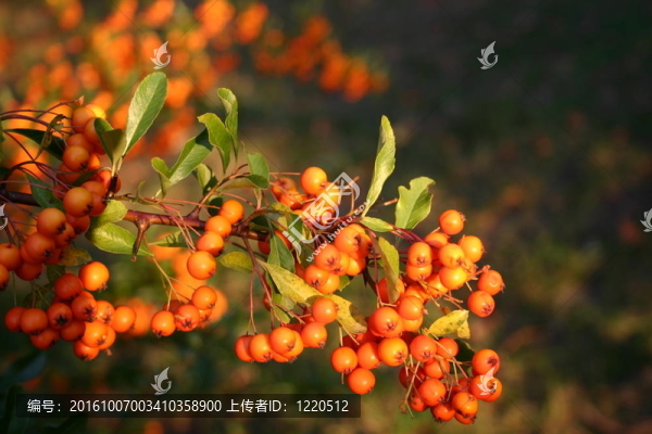 花楸漿果