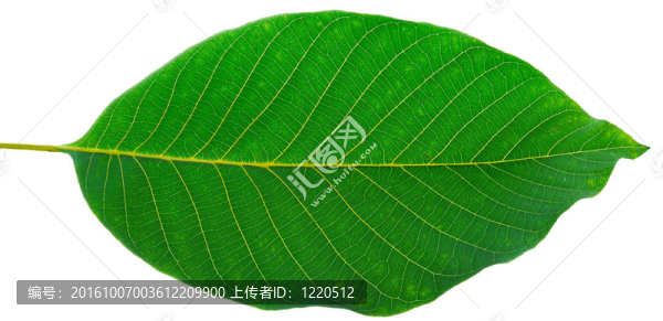 核桃葉
