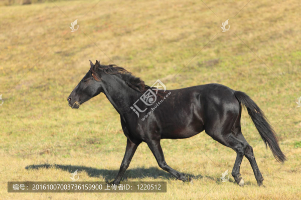馬