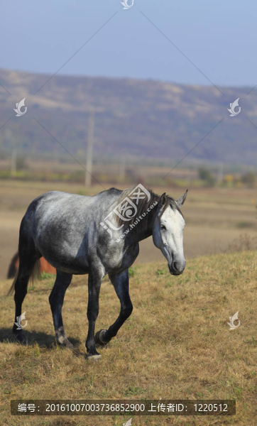 馬