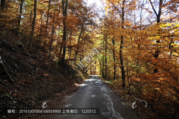 森林的小路