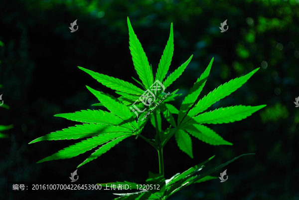 大麻上的太陽