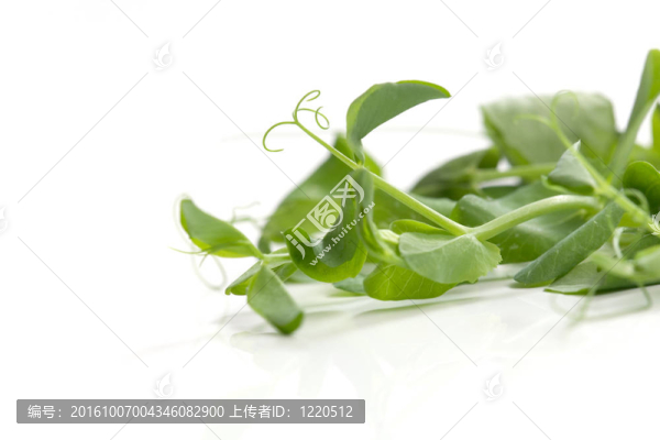 分支的豌豆