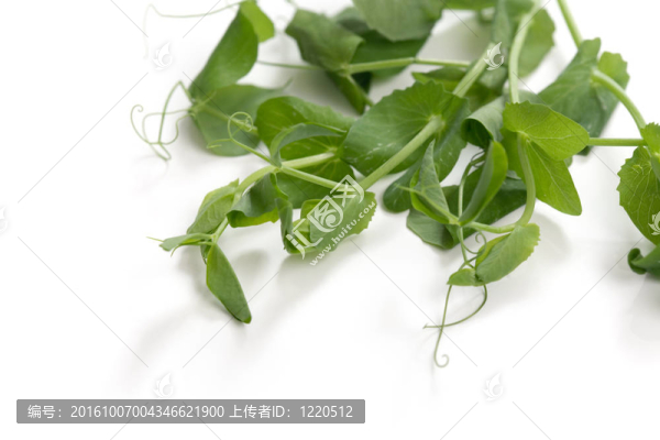 分支的豌豆