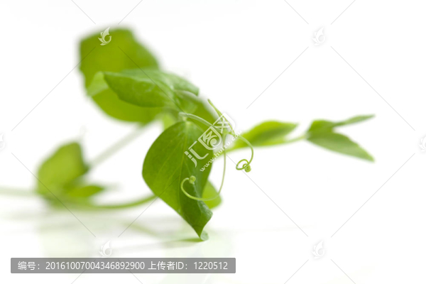 分支的豌豆