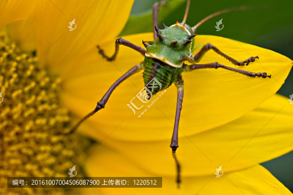 裝甲玉米板球