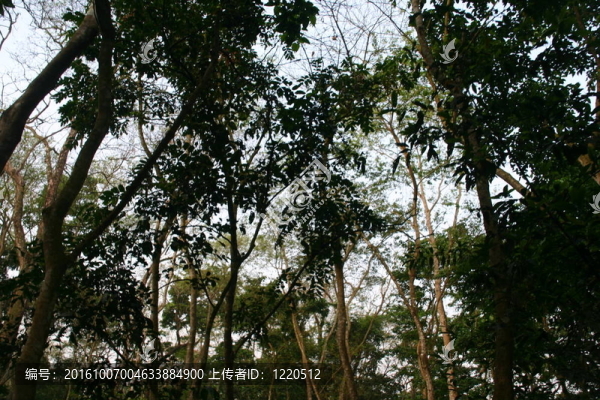 叢林奇旺公園