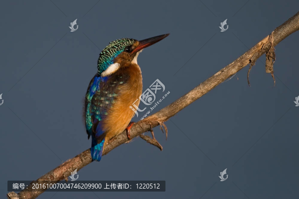 孔雀石翠鳥在枝頭