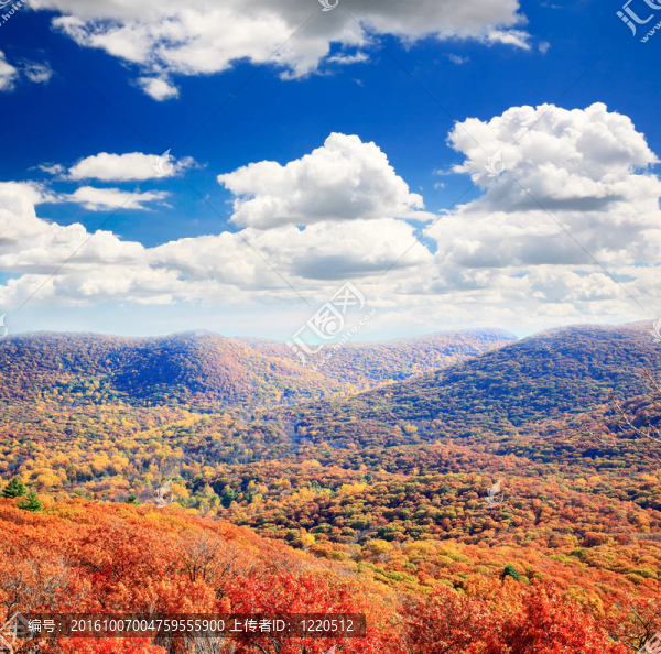 熊山頂上的樹葉風(fēng)景