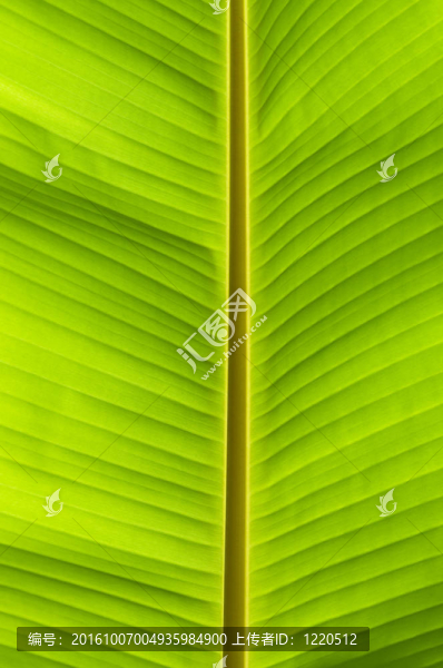 香蕉棕櫚樹綠葉特寫背景