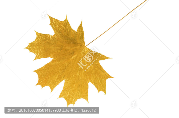 金色的楓葉在白色上分離（帶修剪路徑）