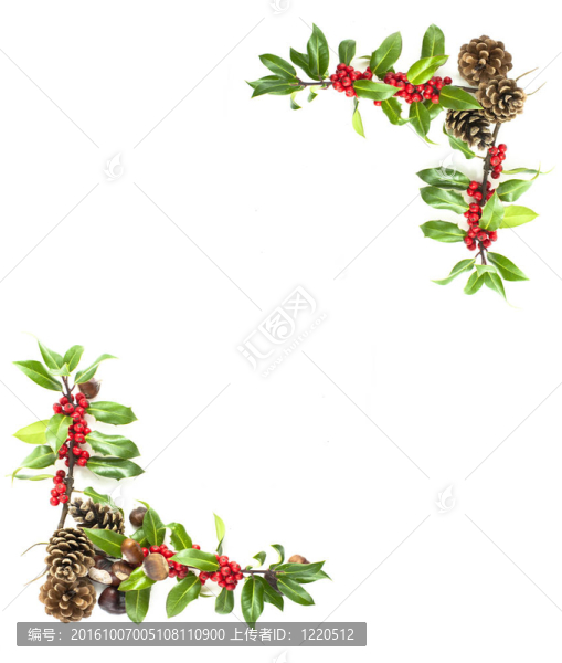 冬青和紅漿果的邊界