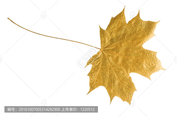 金色的楓葉在白色上分離（帶修剪路徑）