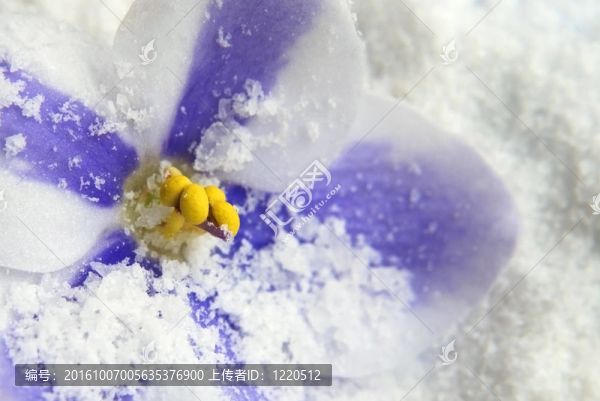 雪中的紫羅蘭花