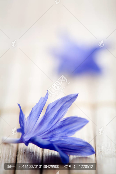 矢車菊