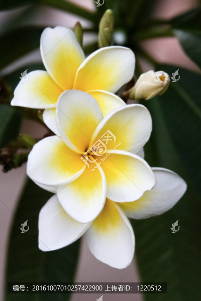 雞蛋花