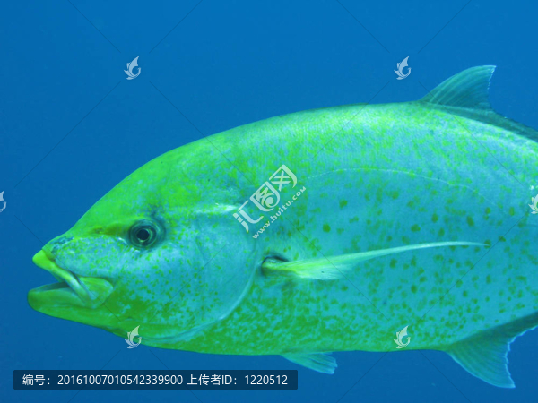 魚