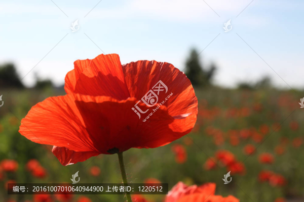 罌粟花田