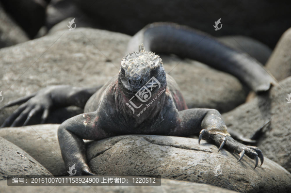 Galapagos蜥蜴在巖石上