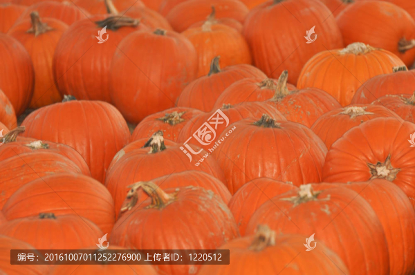 南瓜補(bǔ)丁-,7