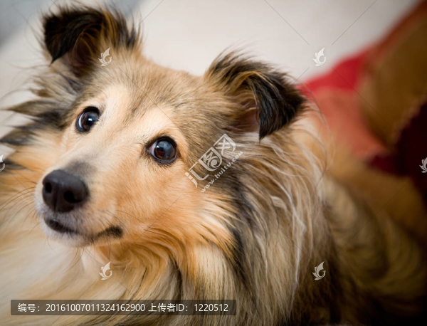 喜樂蒂牧羊犬