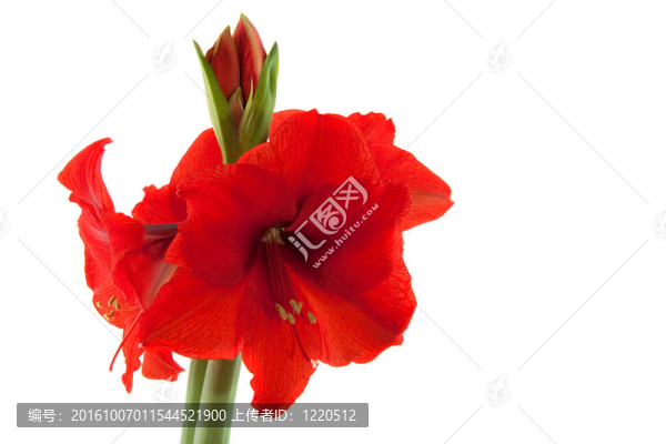 朱頂紅