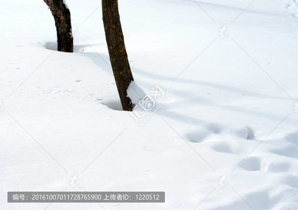 雪和樹