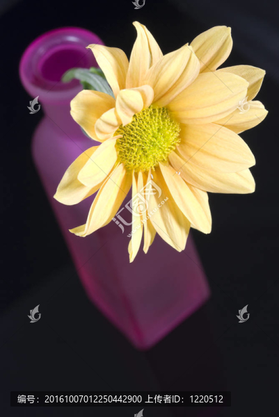 黃色的雛菊花