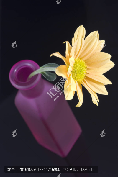 黃色的雛菊花