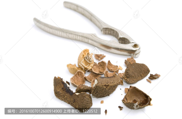 胡桃?jiàn)A子和貝殼