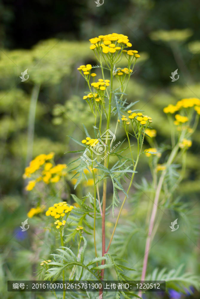 Tansy（Tanacetm,vulgare）花。淺景深