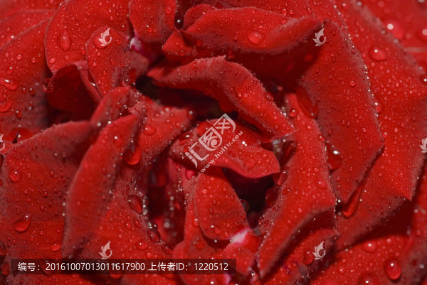 特寫(xiě)鏡頭的玫瑰花蕾與水滴